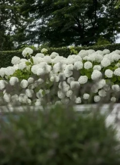 Hortensia (Hydrangea 'Strong Annabelle') -Goedkope DirectPlant winkel strong annabelle 4