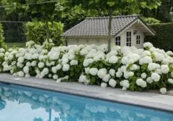 Hortensia (Hydrangea 'Strong Annabelle') -Goedkope DirectPlant winkel strong annabelle 5