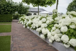 Hortensia (Hydrangea 'Strong Annabelle') -Goedkope DirectPlant winkel strong annabelle 6
