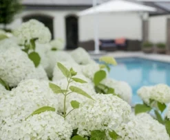 Hortensia (Hydrangea 'Strong Annabelle') -Goedkope DirectPlant winkel strong annabelle 7