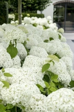 Hortensia (Hydrangea 'Strong Annabelle') -Goedkope DirectPlant winkel strong annabelle 9