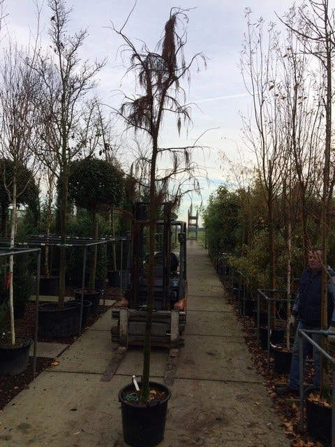 Moerascipres (Taxodium Distichum 'Nutans') 2 Moerascipres (Taxodium Distichum 'Nutans') - Afbeelding 2