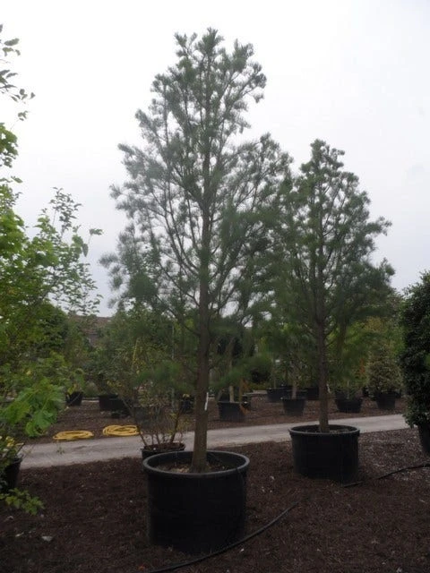 Moerascipres (Taxodium Distichum 'Nutans') 3 Moerascipres (Taxodium Distichum 'Nutans') - Afbeelding 3