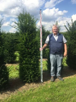 Grote Venijnboom (Taxus Baccata) -Goedkope DirectPlant winkel taxus 200225 x 5060 1