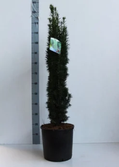 Zuiltaxus (Taxus Baccata 'Fastigiata Robusta') -Goedkope DirectPlant winkel taxus b fastigiata robusta 80 100 cm co. 12l kopie