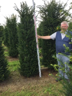 Grote Venijnboom (Taxus Baccata) -Goedkope DirectPlant winkel taxus baccaata 225250x5060 1 2