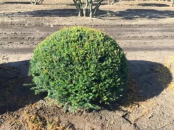 Grote Taxusbol (Taxus Baccata) -Goedkope DirectPlant winkel taxus baccata 100 cm platte bol drkl 2 1