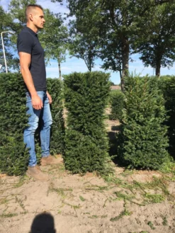 Taxus Als Haagelement (Taxus Baccata) -Goedkope DirectPlant winkel taxus baccata 120 x 50 x 50 cm drkl haagelement 1 1