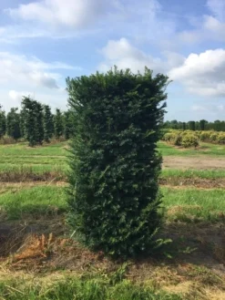 Taxus Als Haagelement (Taxus Baccata)