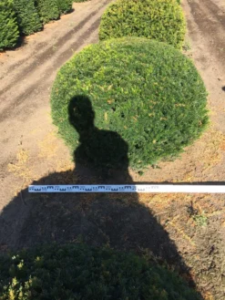 Grote Taxusbol (Taxus Baccata) -Goedkope DirectPlant winkel taxus baccata 140 cm platte bol drkl 1 1