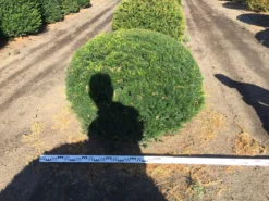 Grote Taxusbol (Taxus Baccata) -Goedkope DirectPlant winkel taxus baccata 140 cm platte bol drkl 2
