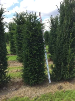Grote Venijnboom (Taxus Baccata) -Goedkope DirectPlant winkel taxus baccata 180200 x 5060 1 1