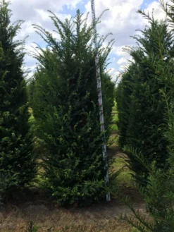 Grote Venijnboom (Taxus Baccata) -Goedkope DirectPlant winkel taxus baccata 225250x6080 1 3