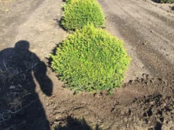 Grote Taxusbol (Taxus Baccata) -Goedkope DirectPlant winkel taxus baccata 60 cm platte bol drkl 2