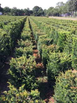 Taxus Als Haagelement (Taxus Baccata) -Goedkope DirectPlant winkel taxus baccata 60 x 50 x 50 cm drkl haagelement 2