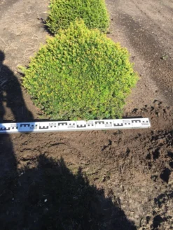 Grote Taxusbol (Taxus Baccata) -Goedkope DirectPlant winkel taxus baccata 70 cm platte bol drkl 2