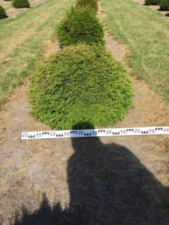 Grote Taxusbol (Taxus Baccata) -Goedkope DirectPlant winkel taxus baccata 80 cm platte bol drkl 1