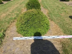 Grote Taxusbol (Taxus Baccata) -Goedkope DirectPlant winkel taxus baccata 80 cm platte bol drkl 2