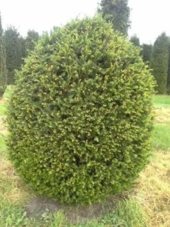 Taxusbol (Taxus Baccata) 11 Taxusbol (Taxus Baccata) -Goedkope DirectPlant winkel taxus baccata bol 180 1