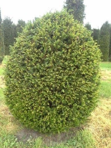 Taxusbol (Taxus Baccata) 5 Taxusbol (Taxus Baccata) - Afbeelding 5