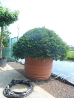 Taxusbol (Taxus Baccata) -Goedkope DirectPlant winkel taxus baccata bol 200 250 c1800