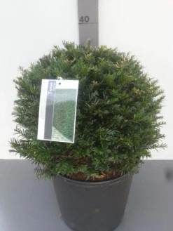 Taxusbol (Taxus Baccata) 12 Taxusbol (Taxus Baccata) -Goedkope DirectPlant winkel taxus baccata bolvorm 1