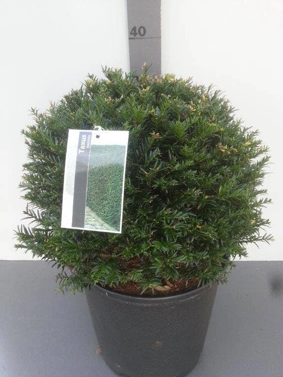 Taxusbol (Taxus Baccata) 6 Taxusbol (Taxus Baccata) - Afbeelding 6