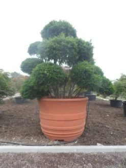 Taxus Als Bonsai (Taxus Baccata) 11 Taxus Als Bonsai (Taxus Baccata) -Goedkope DirectPlant winkel taxus baccata bonsai 300 400 c1800 1