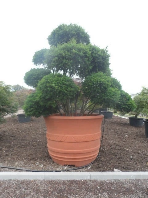 Taxus Als Bonsai (Taxus Baccata) 6 Taxus Als Bonsai (Taxus Baccata) - Afbeelding 6