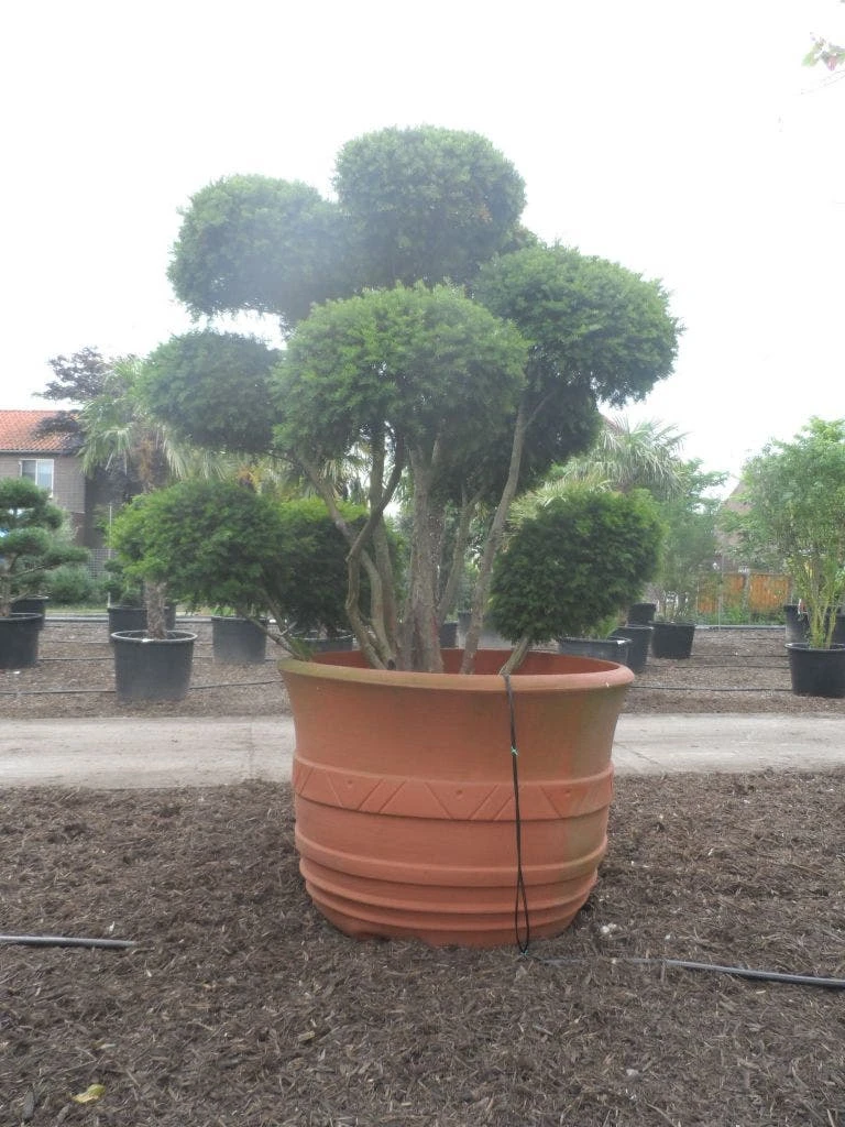 Taxus Als Bonsai (Taxus Baccata) 5 Taxus Als Bonsai (Taxus Baccata) - Afbeelding 5