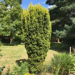Gele Venijnboom (Taxus Baccata 'David') -Goedkope DirectPlant winkel taxus baccata david 1