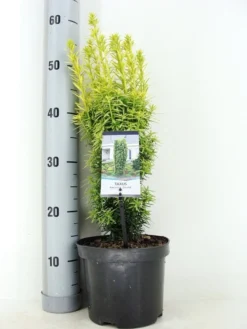 Gele Venijnboom (Taxus Baccata 'David')