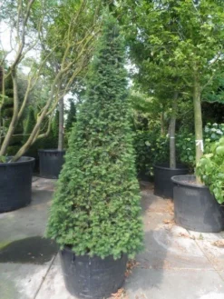 Taxus Als Pyramide (Taxus Baccata) -Goedkope DirectPlant winkel taxus baccata egyptische pyramide 200 225 250 c285 1