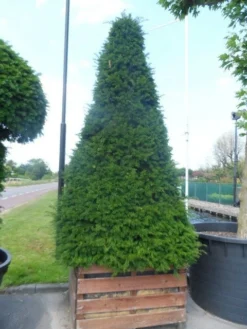 Taxus Als Pyramide (Taxus Baccata) -Goedkope DirectPlant winkel taxus baccata egyptische pyramide 275 300 houten bak 1