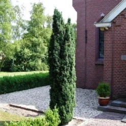 Groene Zuiltaxus (Taxus Baccata 'Fastigiata') -Goedkope DirectPlant winkel taxus baccata fastigiata 1 2