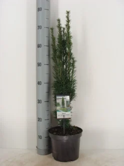 Zuiltaxus (Taxus Baccata 'Fastigiata Robusta') -Goedkope DirectPlant winkel taxus baccata fastigiata robusta c3 m
