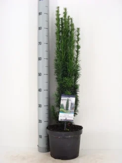 Zuiltaxus (Taxus Baccata 'Fastigiata Robusta') -Goedkope DirectPlant winkel taxus baccata fastigiata robusta winter c5 m