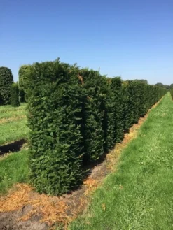 Taxus Als Haagelement (Taxus Baccata) -Goedkope DirectPlant winkel taxus baccata h160x60x60 cm 3