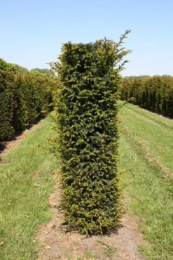 Taxus Als Haagelement (Taxus Baccata) -Goedkope DirectPlant winkel taxus baccata h175x50x50 cm