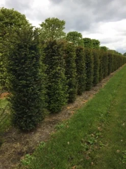 Taxus Als Haagelement (Taxus Baccata) -Goedkope DirectPlant winkel taxus baccata h175x50x50cm 2