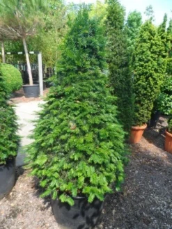 Taxus Als Kegel (Taxus Baccata) -Goedkope DirectPlant winkel taxus baccata kegel 140 160 c90