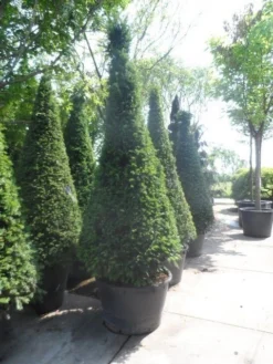 Taxus Als Kegel (Taxus Baccata) -Goedkope DirectPlant winkel taxus baccata kegel 200 225 250 c285