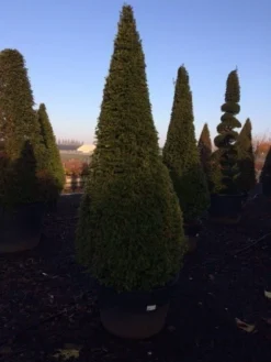 Taxus Als Kegel (Taxus Baccata) -Goedkope DirectPlant winkel taxus baccata kegel 225 250 c240 2 inkoop 315