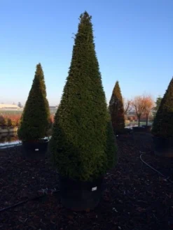 Taxus Als Kegel (Taxus Baccata) -Goedkope DirectPlant winkel taxus baccata kegel 225 250 c240 3 inkoop 315