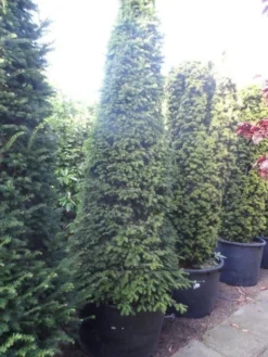 Taxus Als Kegel (Taxus Baccata) -Goedkope DirectPlant winkel taxus baccata kegel 250 275