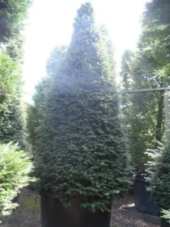 Taxus Als Kegel (Taxus Baccata) -Goedkope DirectPlant winkel taxus baccata kegel 275 300 350 c1000