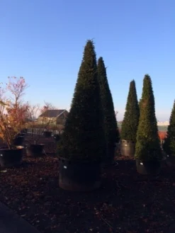 Taxus Als Kegel (Taxus Baccata) -Goedkope DirectPlant winkel taxus baccata kegel 300 350 c1000 inkoop 875