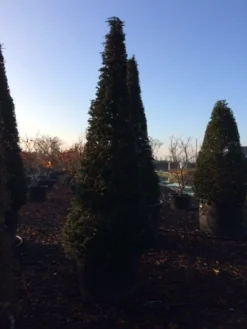 Taxus Als Kegel (Taxus Baccata) -Goedkope DirectPlant winkel taxus baccata kegel 300 c285 inkoop 475