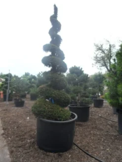 Taxus Als Spiraal (Taxus Baccata) -Goedkope DirectPlant winkel taxus baccata spiraal 350 400 c750