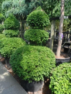 Taxusbol (Taxus Baccata) -Goedkope DirectPlant winkel taxus baccata triobol c160 solt